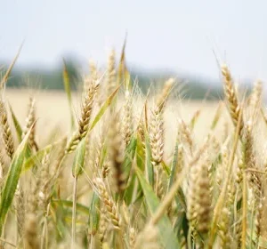 5 Day Tulbagh & Golden Fields (11-16 June 2026)