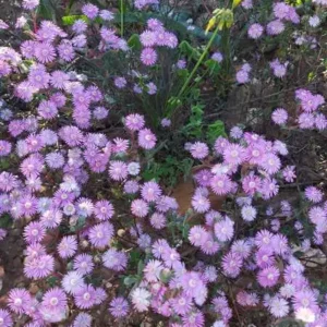 10 Day Wildflower (17-26 Aug 2026)